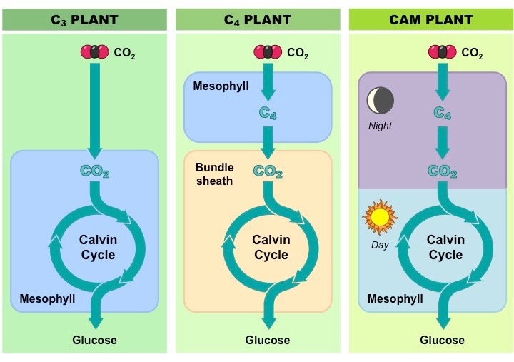 مقایسه فتوسنتز بین گیاهان سه کربنه و چهار کربنه